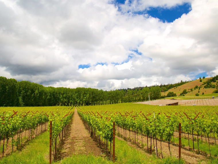 Chiarito Vineyard, Ukiah, United States