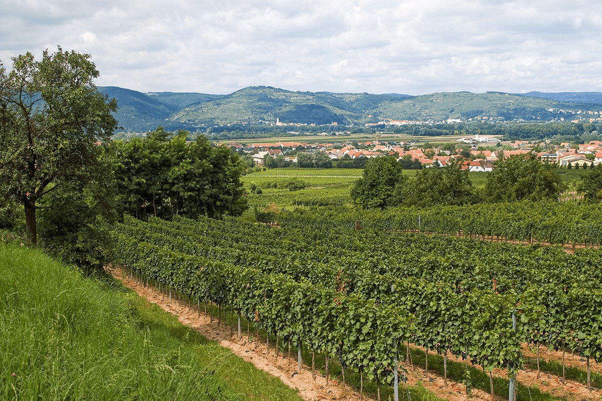 Weingut Petra Unger, Winery in Furth