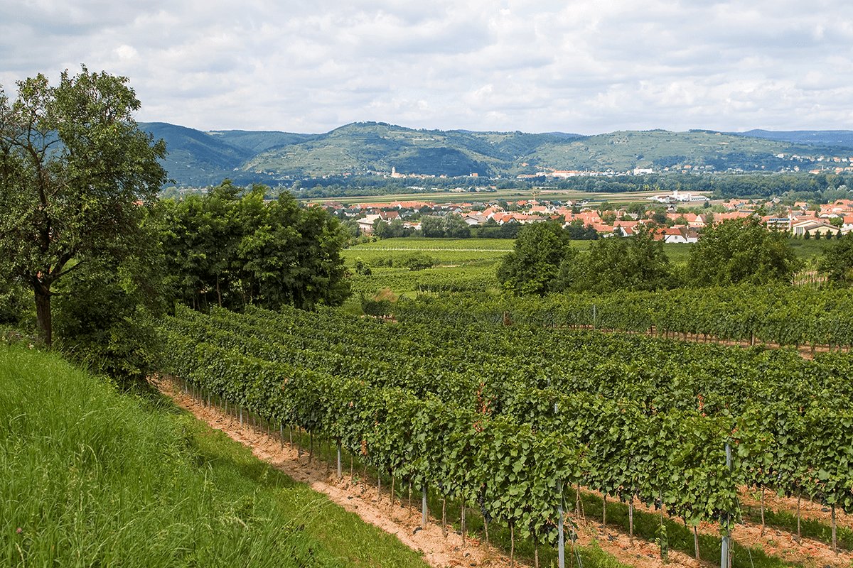 Weingut Petra Unger