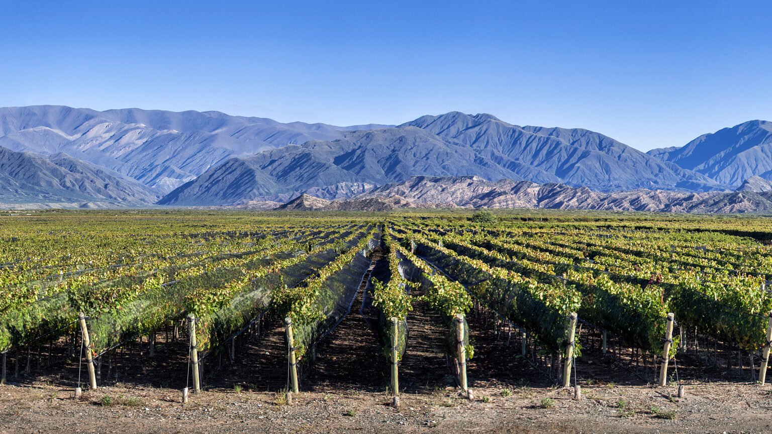 Bodegas CARO