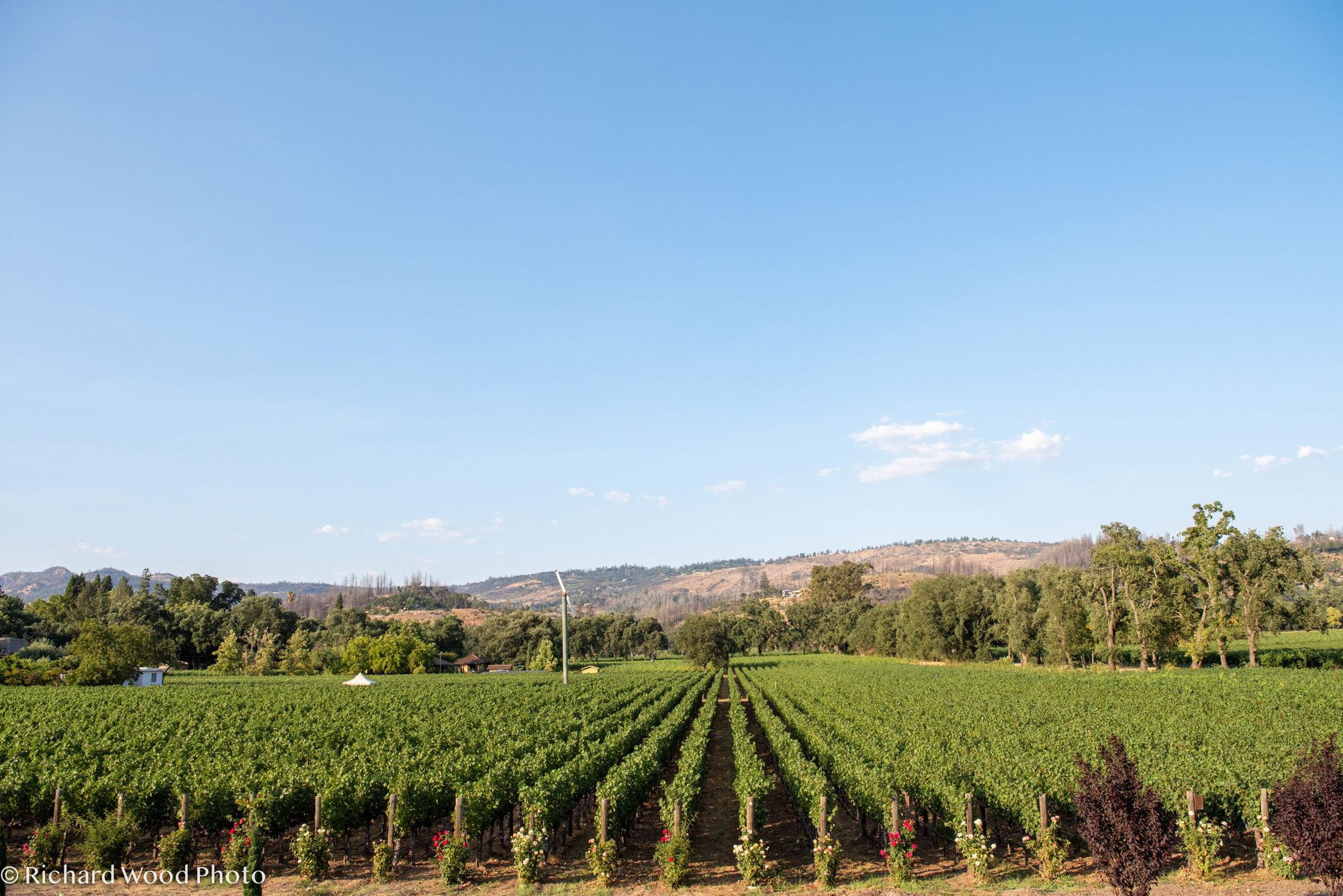 Revana Family Vineyard, Winery in St. Helena