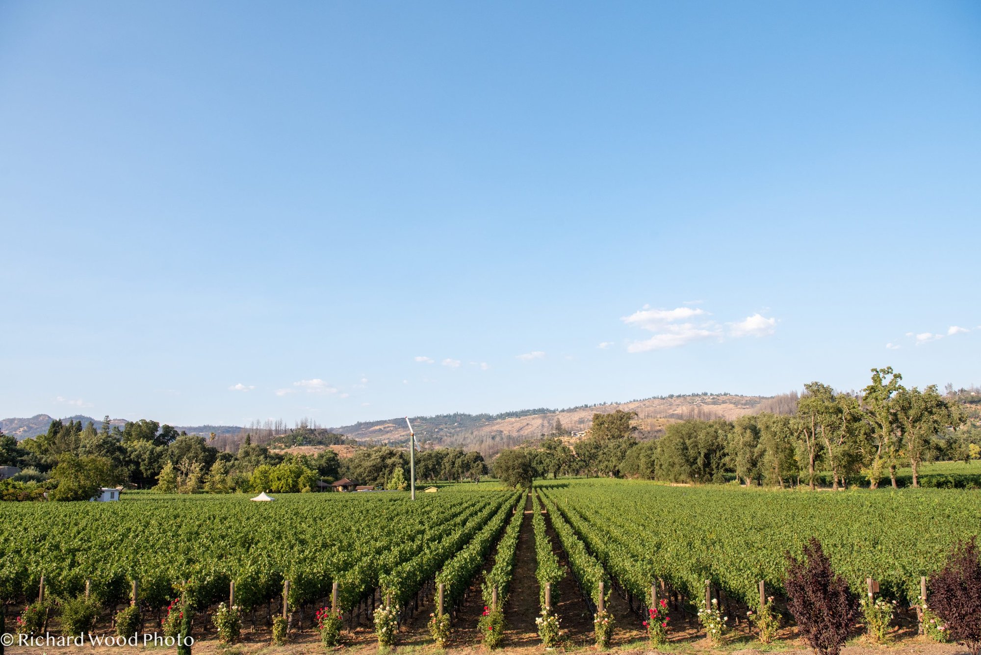 Revana Family Vineyard winery in St. Helena, United States