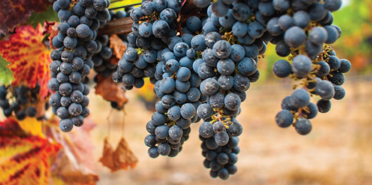 Bodega De Lucca winery in Canelones, Uruguay