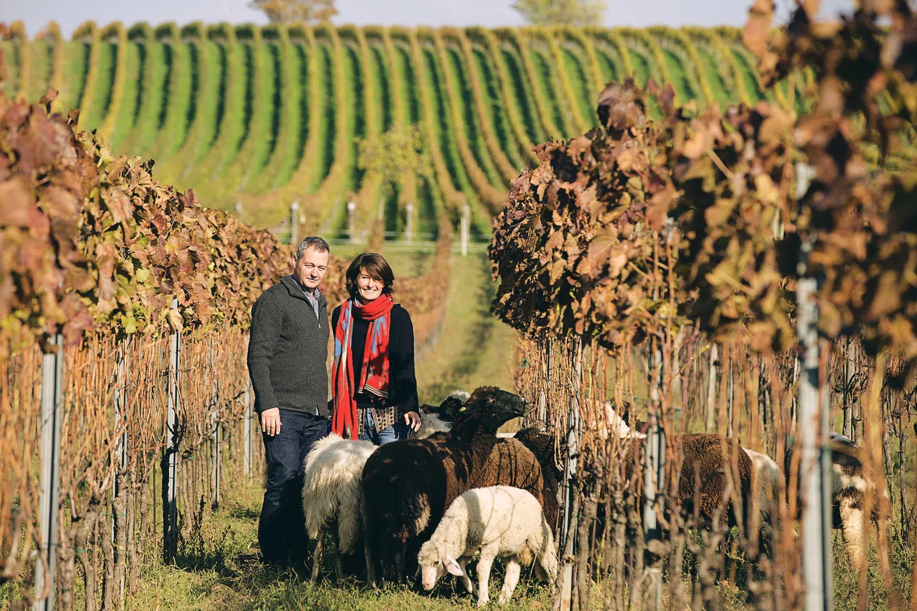 Weingut Gernot und Heike Heinrich, Winery in Gols