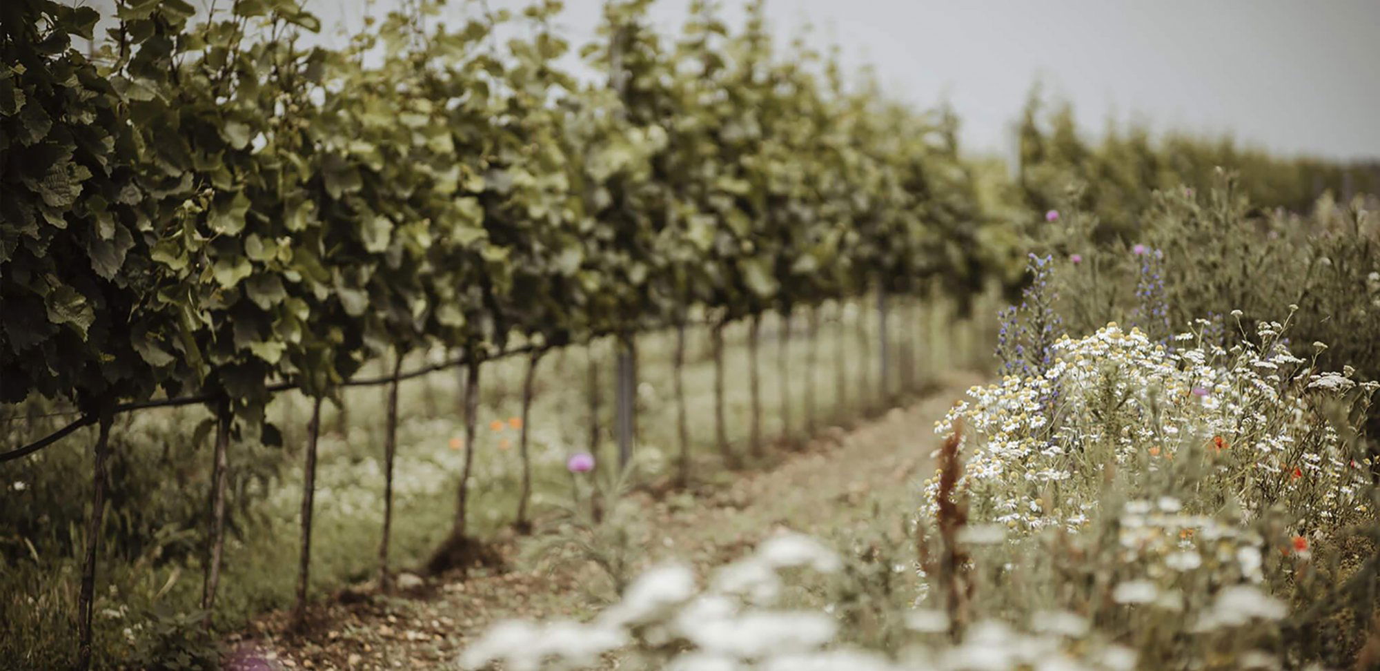 Weingut Hannes Reeh winery in Andau, Austria