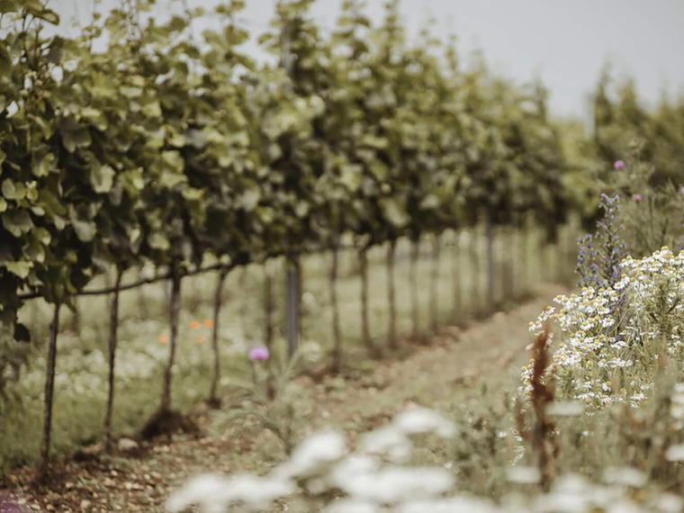Weingut Hannes Reeh, Andau, Austria
