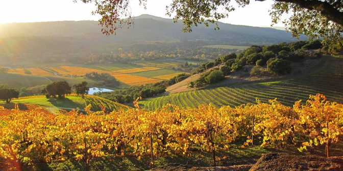 Kunde Family Winery