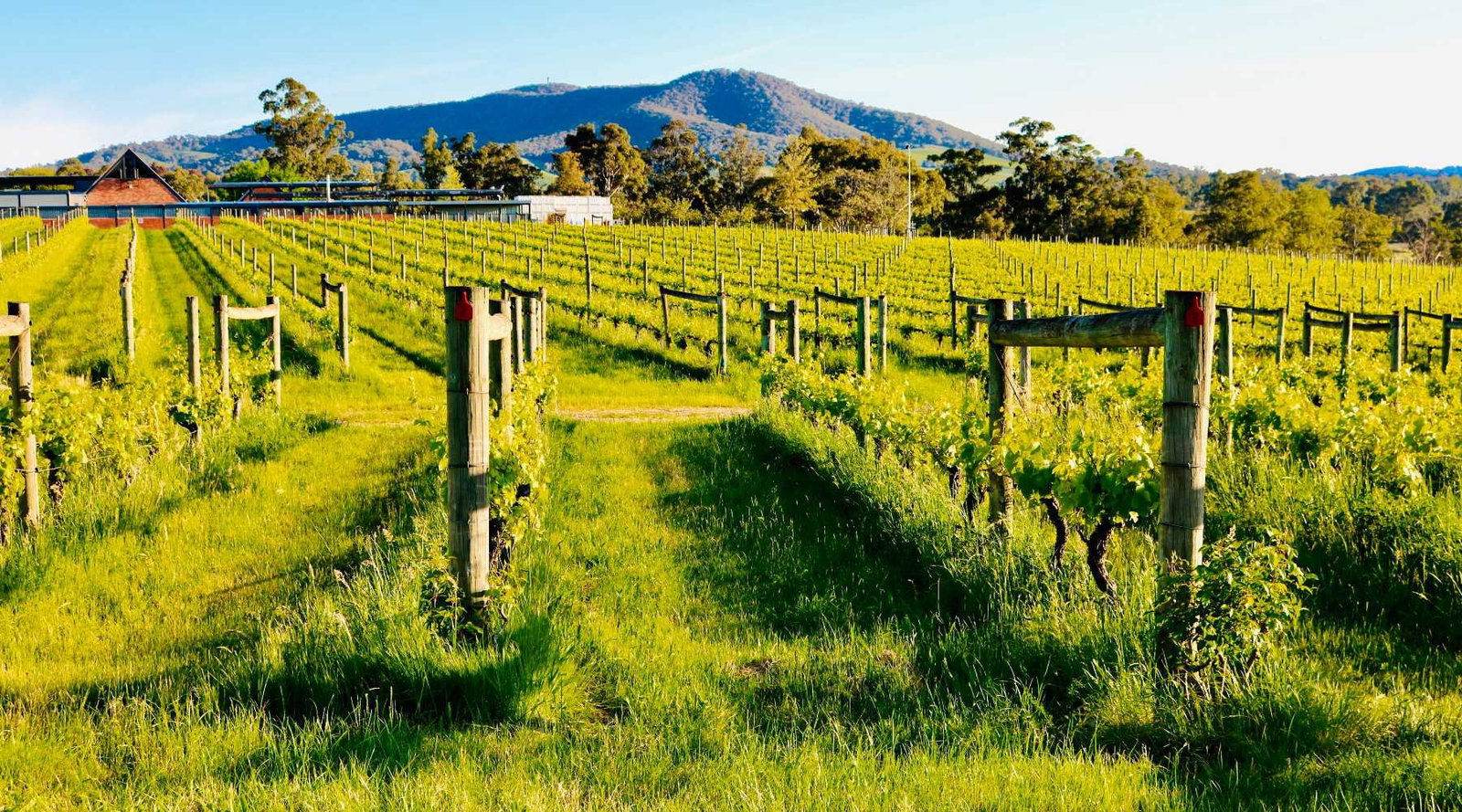 Bannockburn Vineyards
