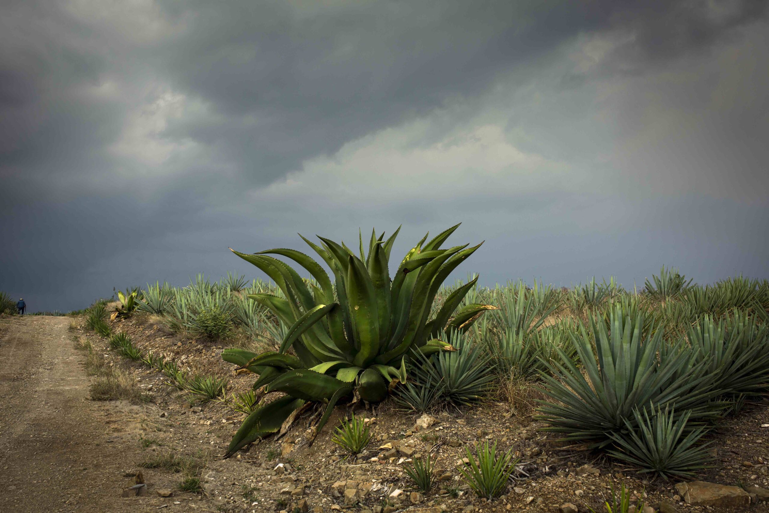 Mezcal Vago (Aquilino García López) winery in Candelaria Yegolé, Mexico