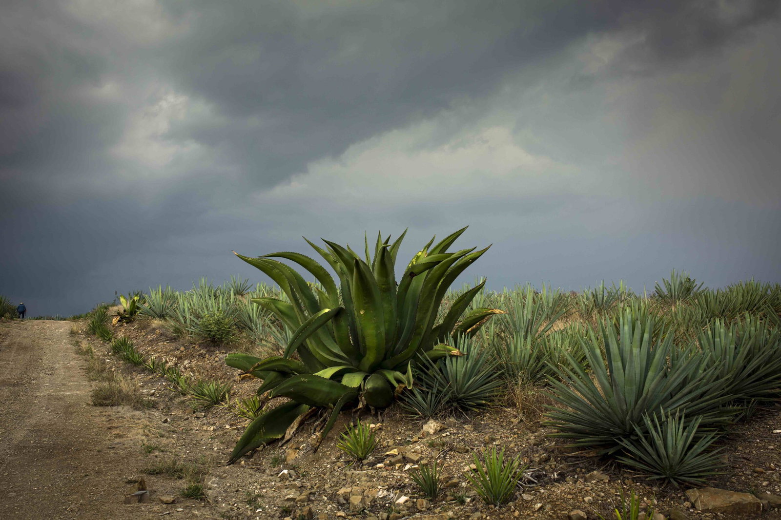 Mezcal Vago (Aquilino García López)