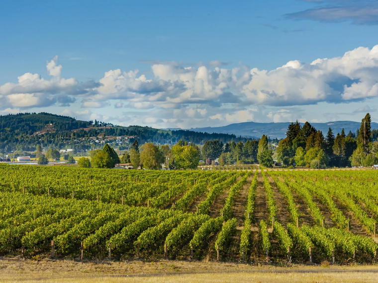 Montinore Estate, Forest Grove, United States