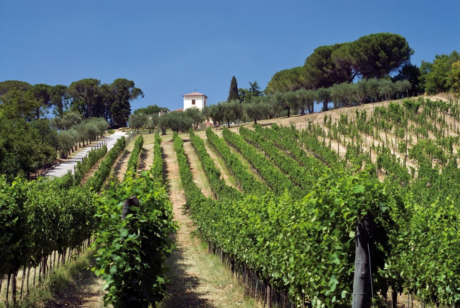 Tenuta Cavalier Pepe