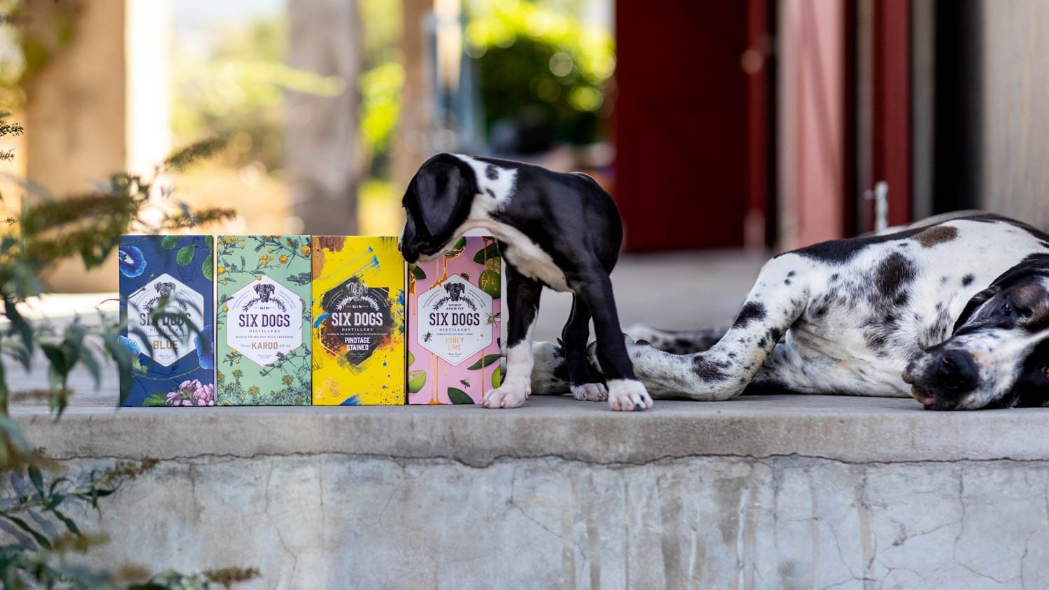 Six Dogs Distillery winery in Worcester, South Africa