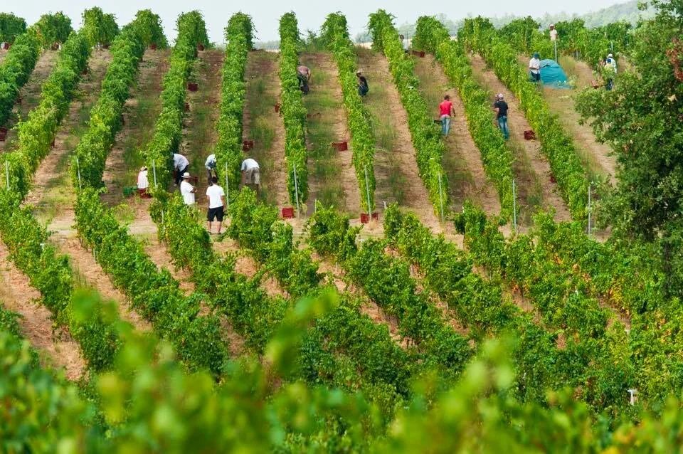Ktima Pieria Eratini winery in Katerini, Greece