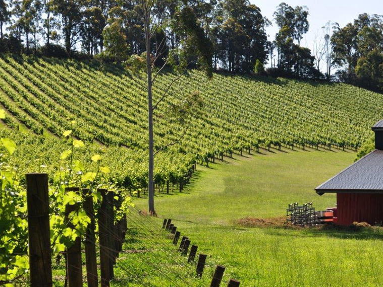 Gembrook Hill, Yarra Valley, Australia