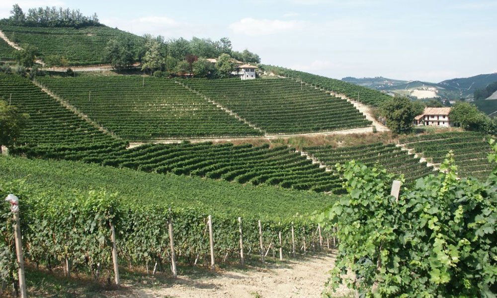 Brovia, Winery in Castiglione Falletto
