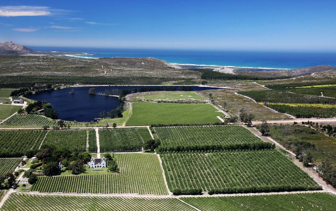 Iona Vineyard