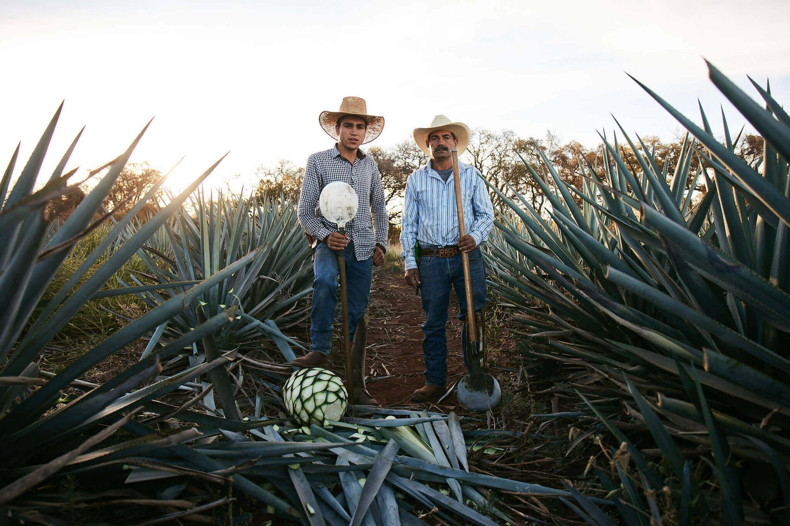 Cazadores Distillery, Arandas, Mexico