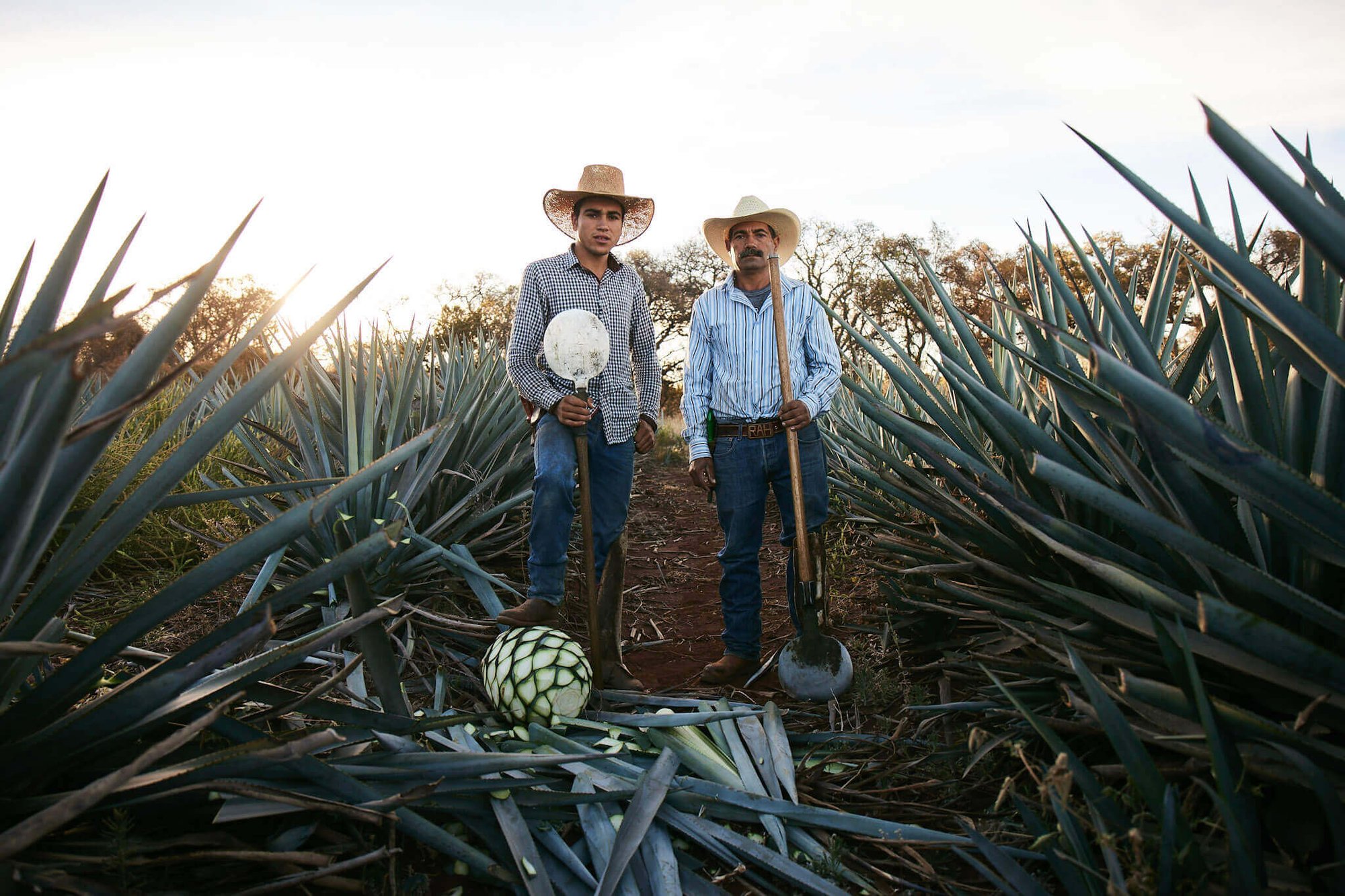 Cazadores Distillery winery in Arandas, Mexico