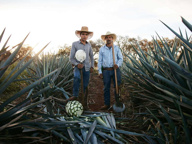 Cazadores Distillery, Arandas, Mexico