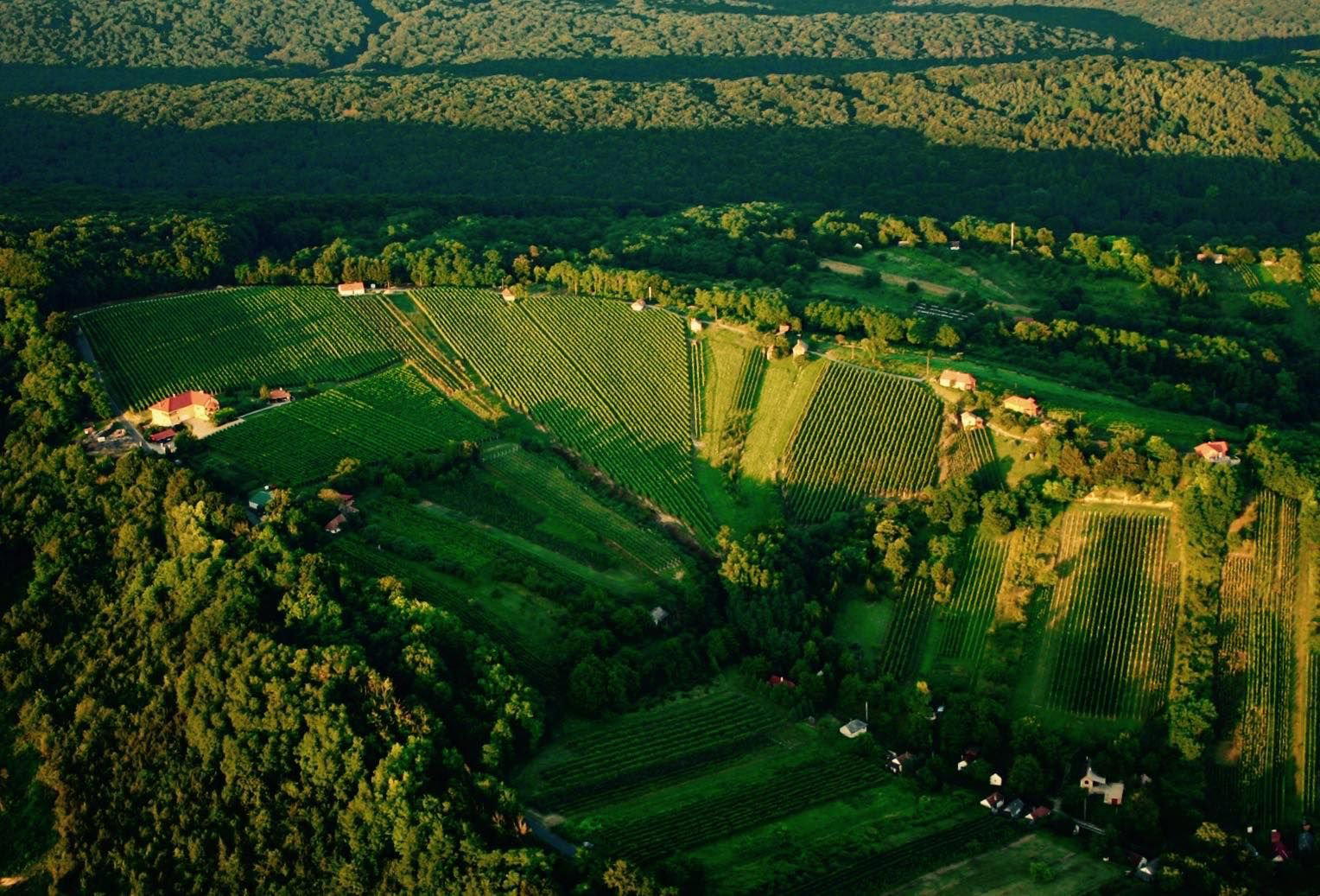Bussay Pince winery in Csörnyeföld, Hungary