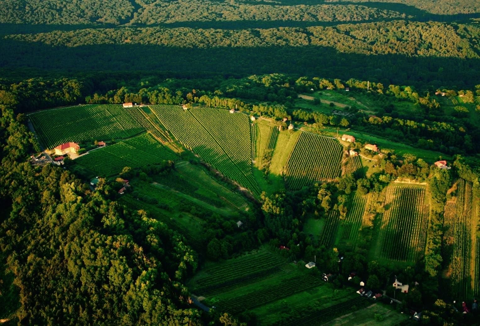 Bussay Pince winery in Csörnyeföld, Hungary