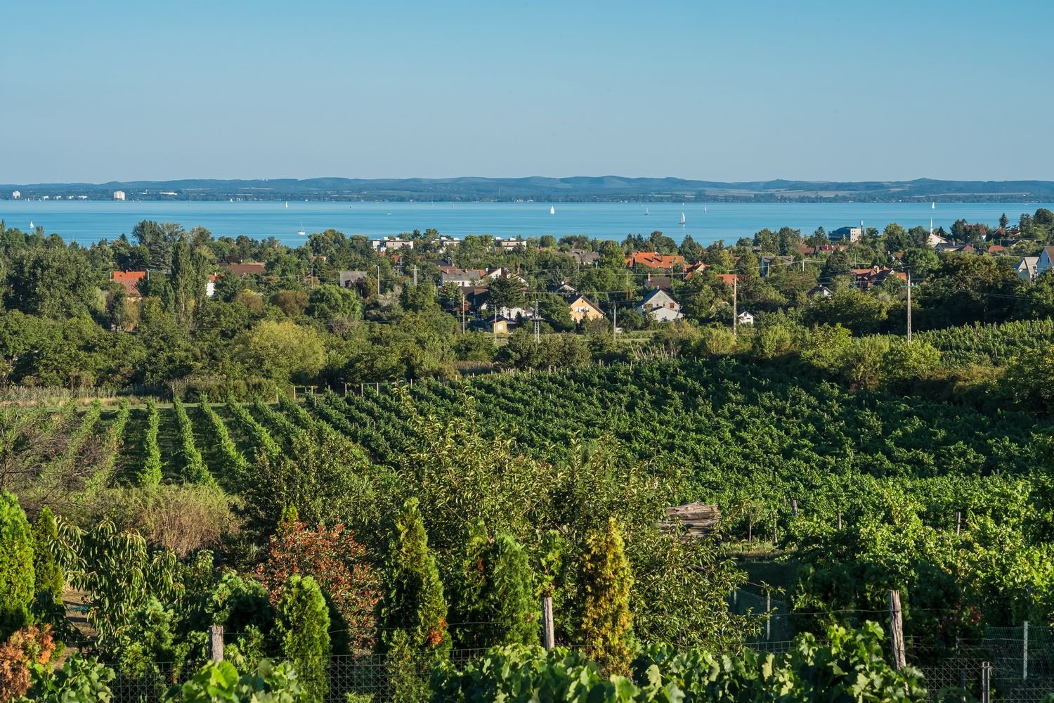 Jásdi Winery