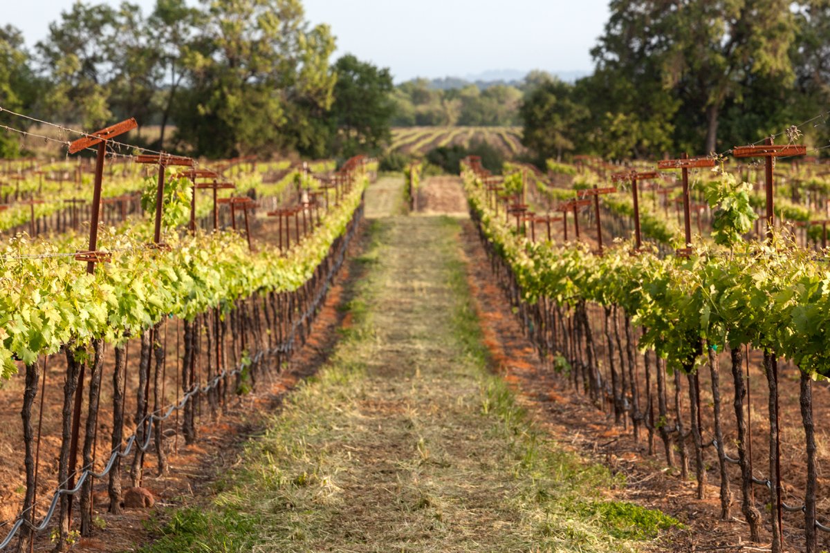 Foppiano Vineyards