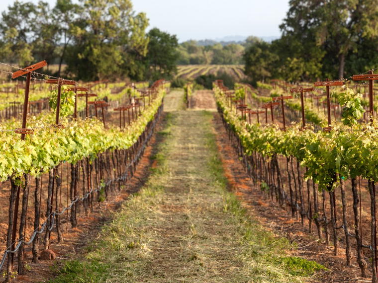 Foppiano Vineyards, Healdsburg, United States