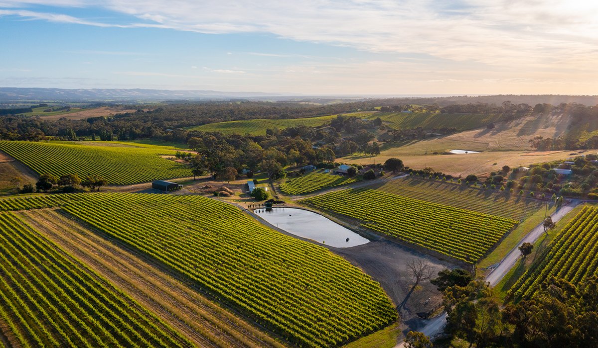 MMAD Vineyard, McLaren Vale, Australia