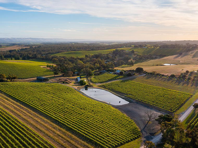 MMAD Vineyard, McLaren Vale, Australia