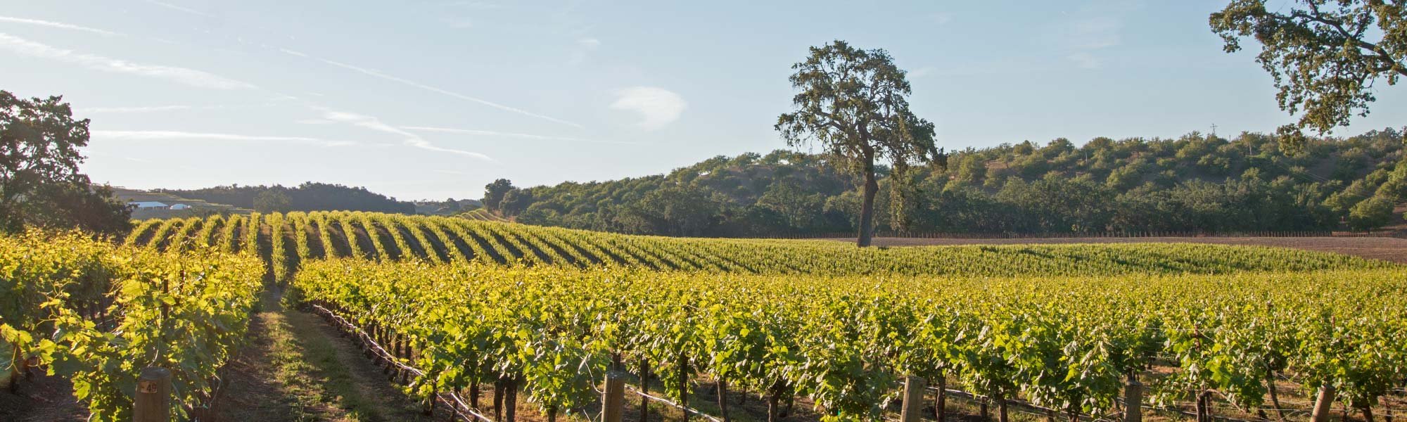 Donati Family Vineyard, Templeton, United States
