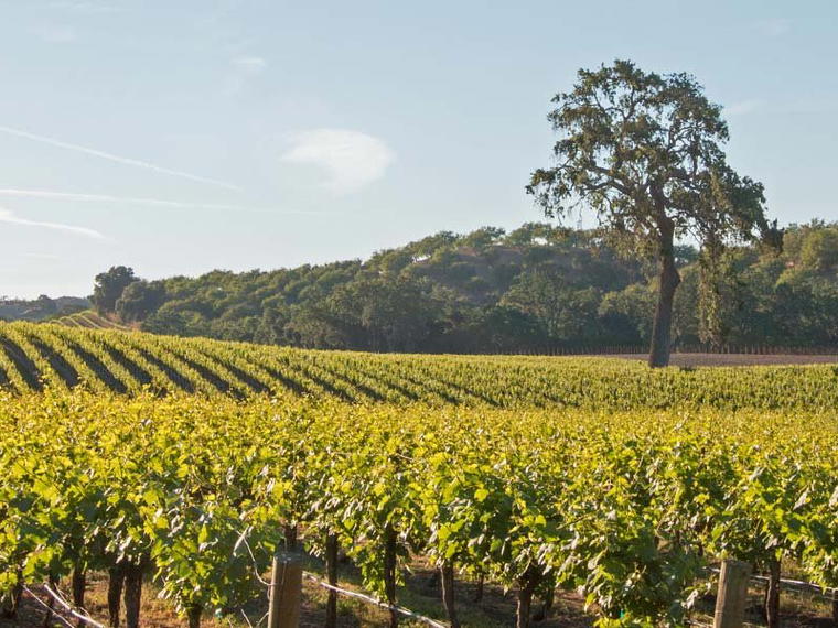 Donati Family Vineyard, Templeton, United States