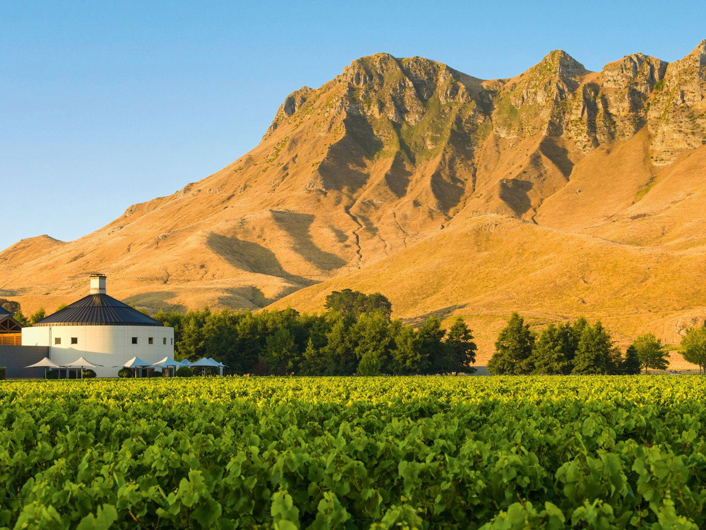 Weingut Juris (Stiegelmar) winery in Gols, Austria