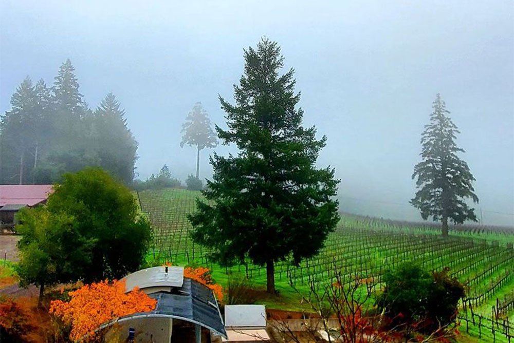 Thomas T. Thomas Vineyards, Philo, United States