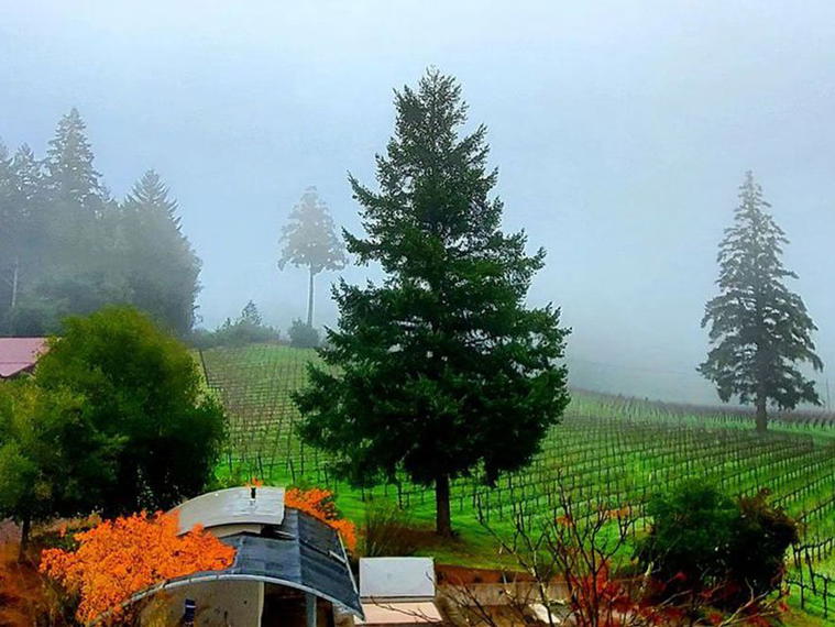 Thomas T. Thomas Vineyards, Philo, United States