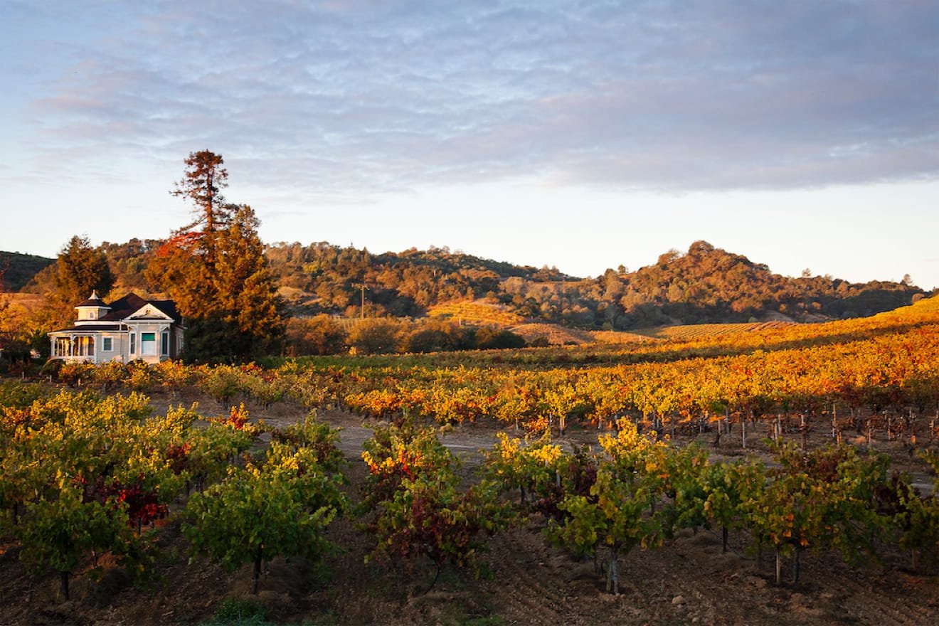 Dry Creek Vineyard