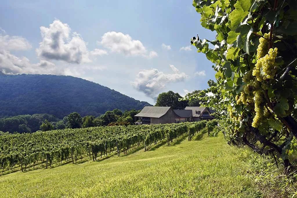 Linden Vineyards