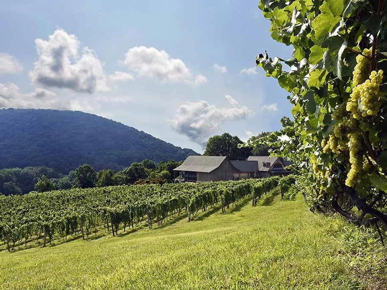 Linden Vineyards, Linden, Belgium