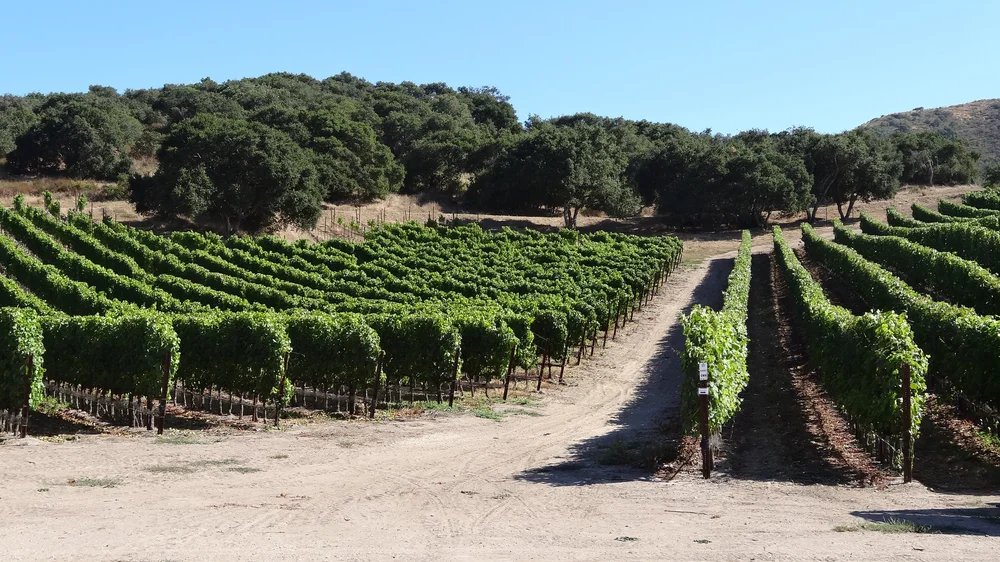 Zotovich Vineyards