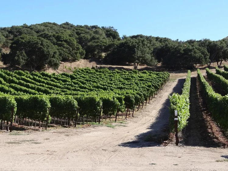 Zotovich Vineyards, Lompoc, United States