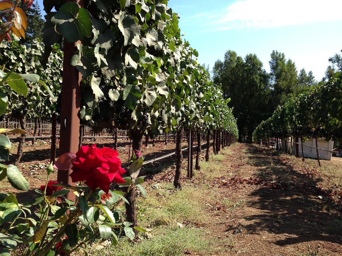 Toulouse Vineyards