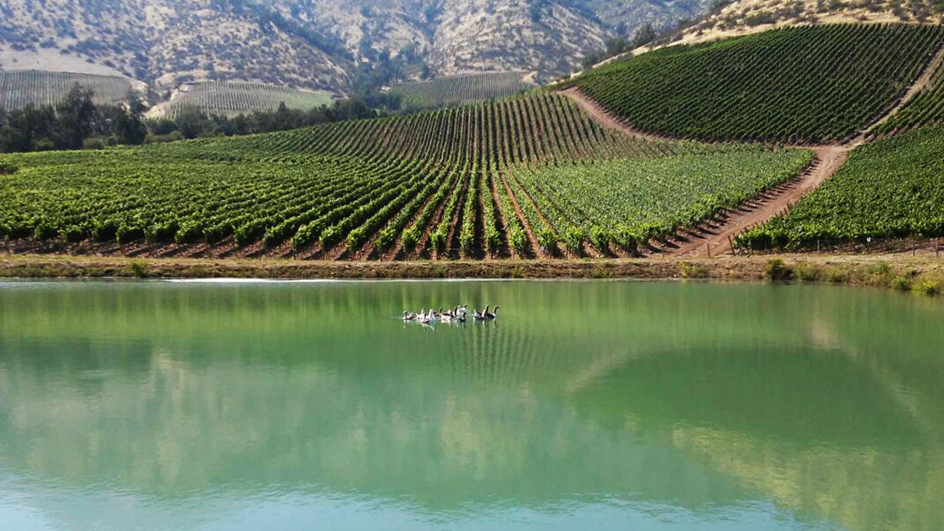 Viña Santa Ema winery in Isla de Maipo, Chile
