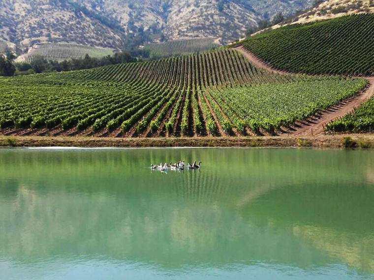 Viña Santa Ema, Isla de Maipo, Chile