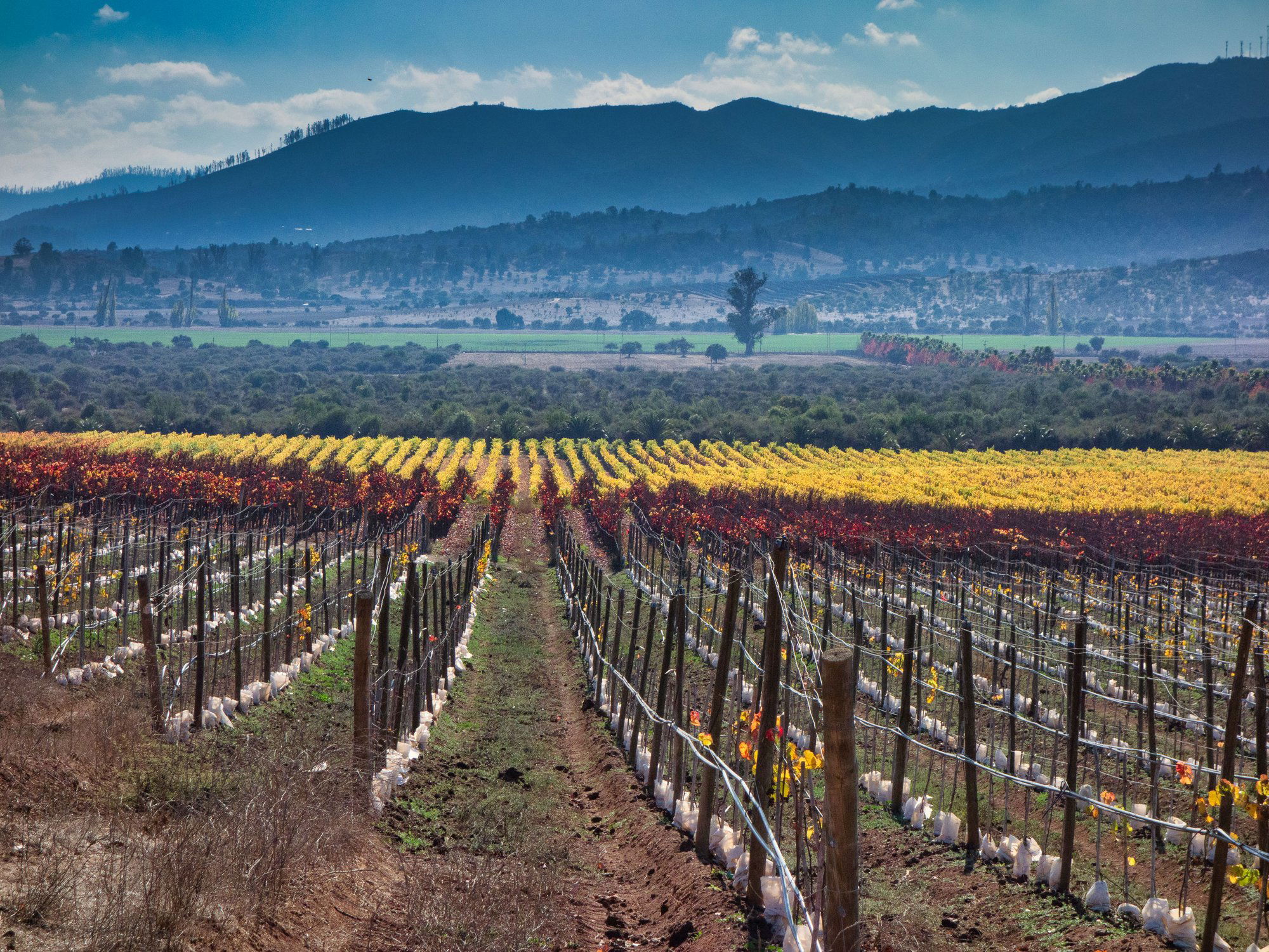 Kingston Family Vineyards winery in Casablanca, Morocco