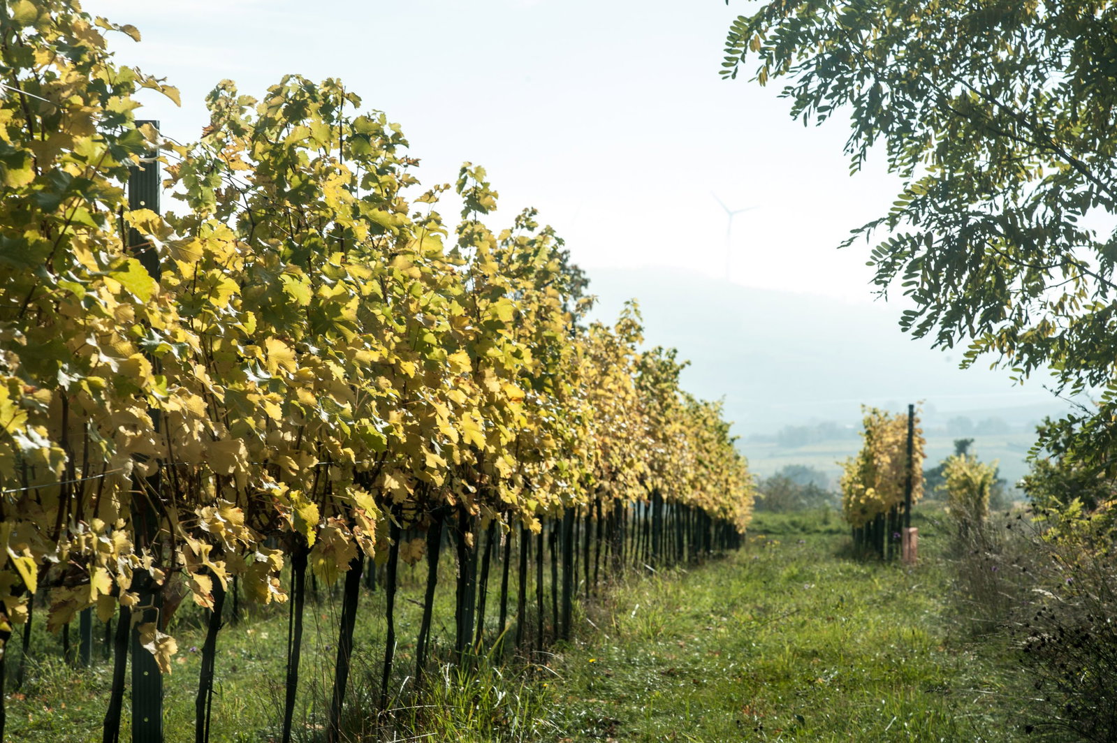 Weingut Ludwig Neumayer