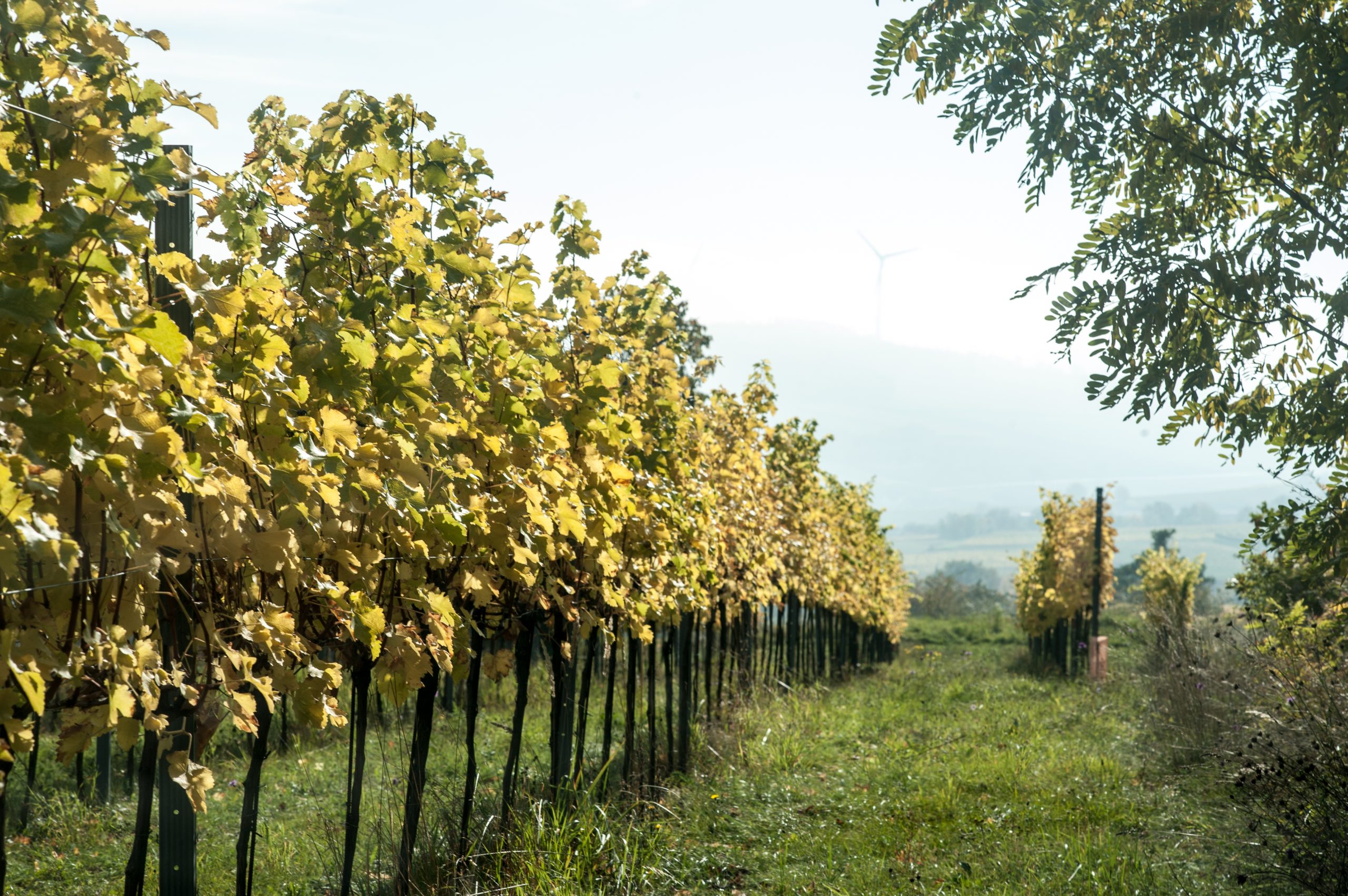 Weingut Ludwig Neumayer, Inzersdorf, Austria