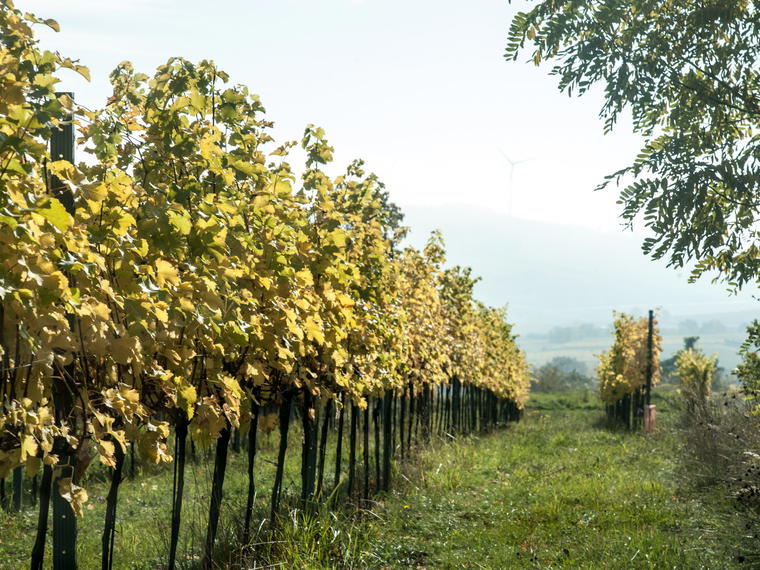 Weingut Ludwig Neumayer, Inzersdorf, Austria