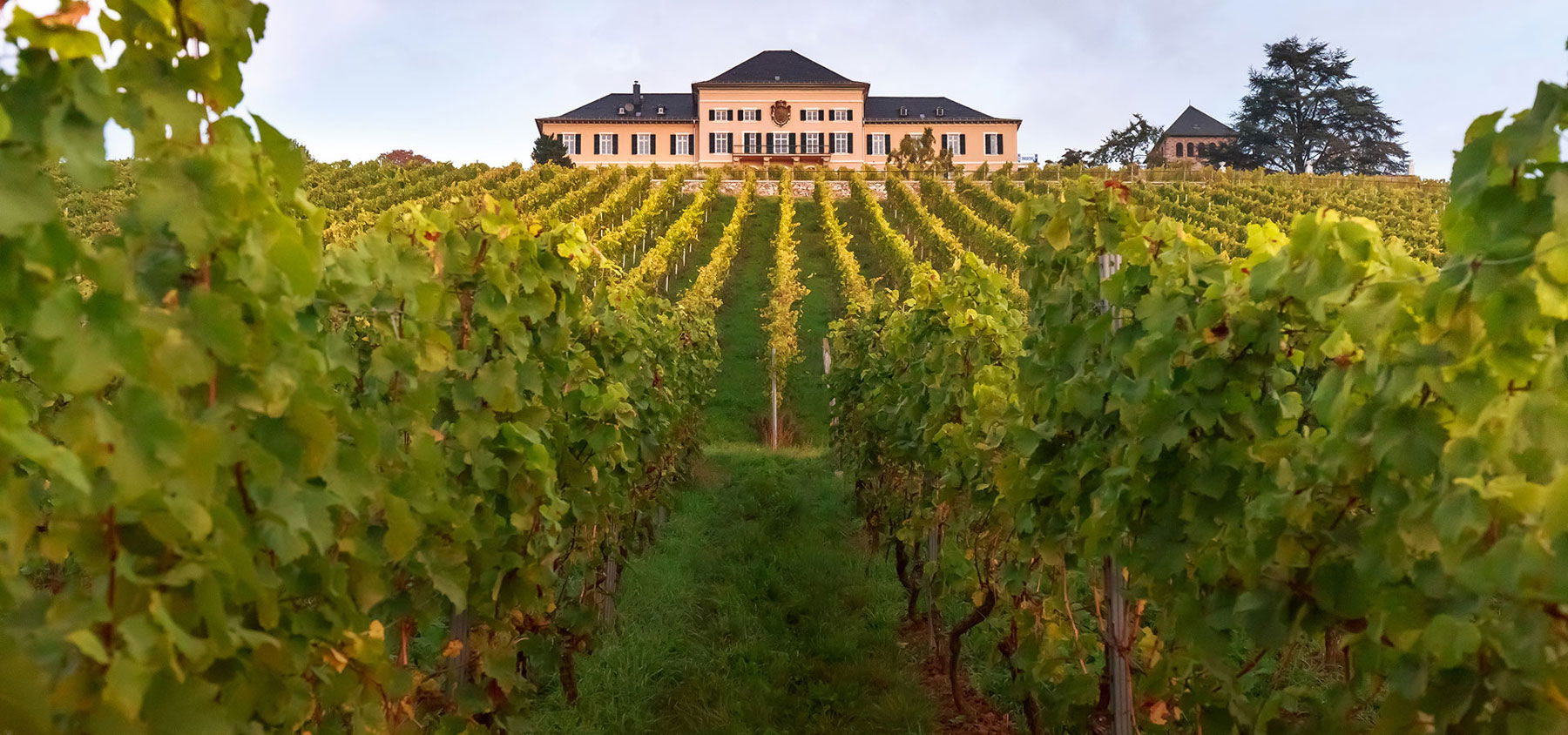Schloss Johannisberg, Winery in Geisenheim-Johannisberg