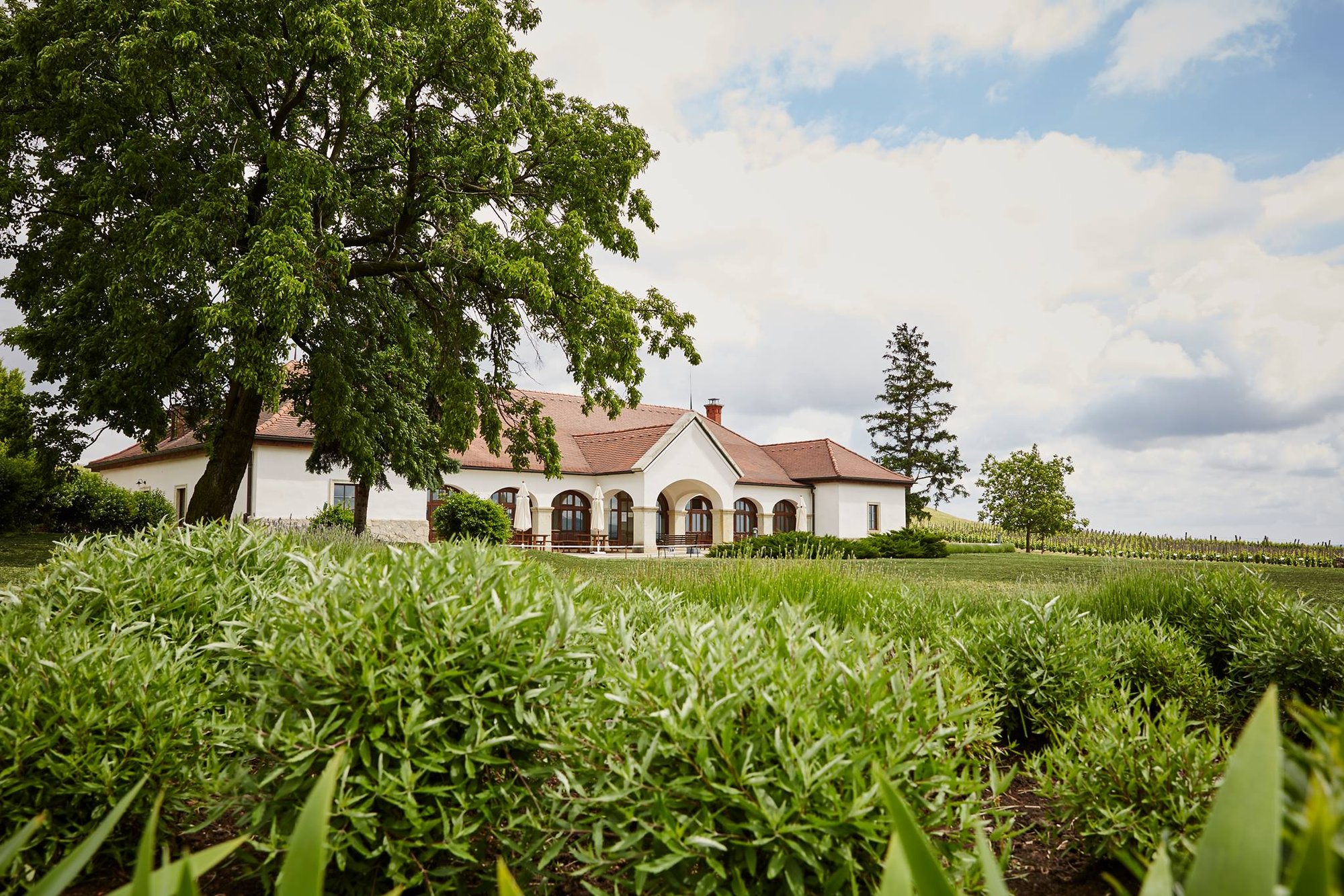 Patricius Winery winery in Bodrogkisfalud, Hungary